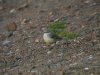 flava wagtail at Gunners Park (Steve Arlow) (74701 bytes) flava wagtail at Gunners Park (Steve Arlow) (74701 bytes)